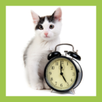Cat with clock